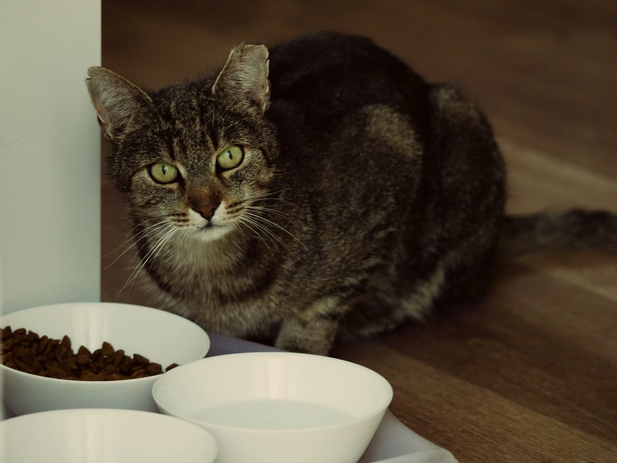 A tabby cat sits on a wooden floor beside a tray of food and water bowls, not yet eating, deciding.