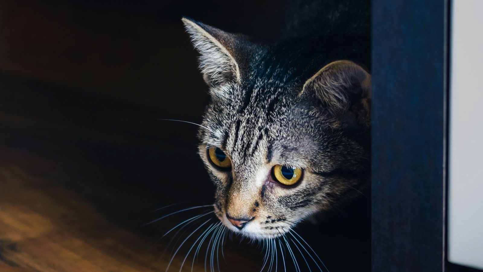 A wary tabby cat peering cautiously around the edge of dark furniture on a warm wood floor, in a new home.