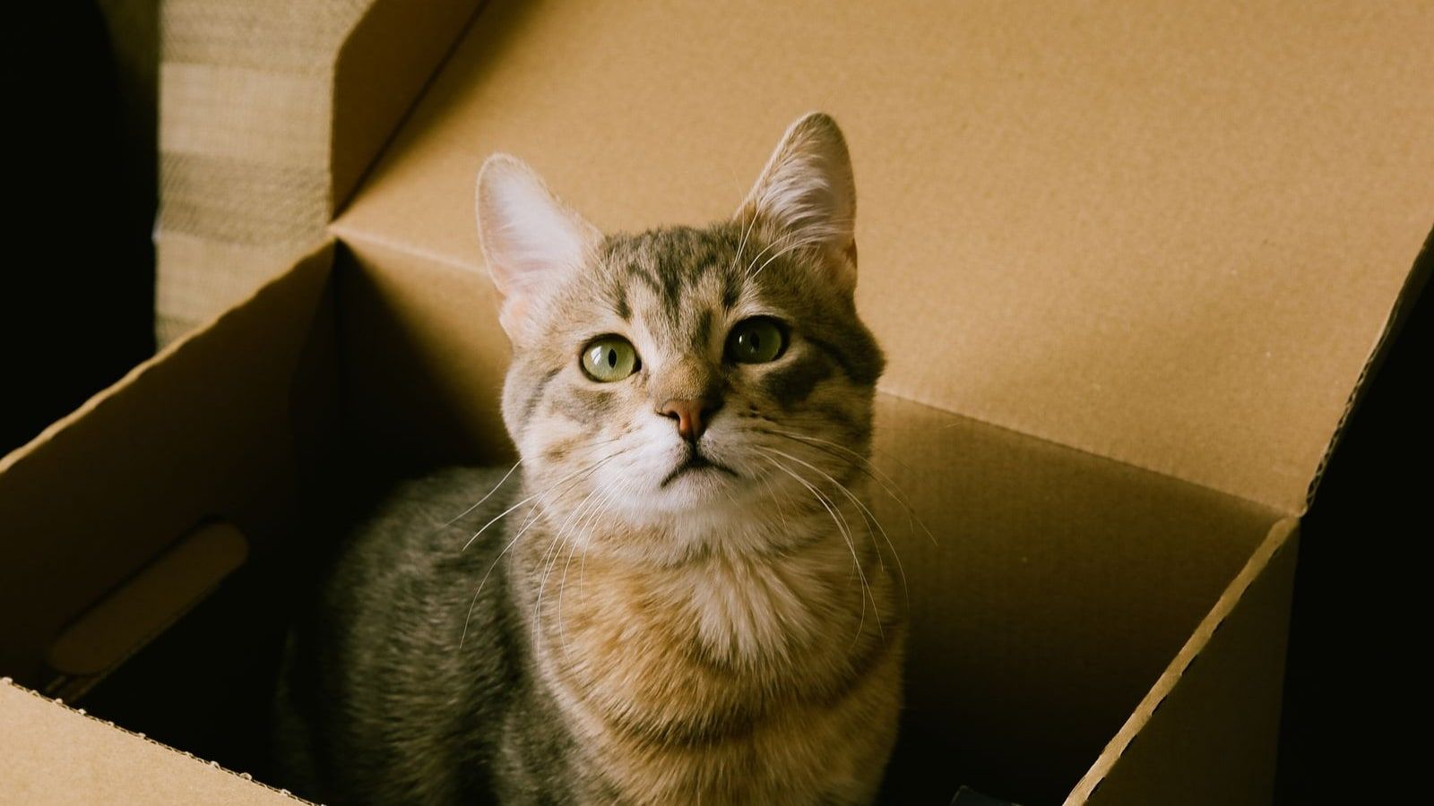 A tabby cat sitting inside an open cardboard box on a sofa, looking up, lit by warm afternoon light.