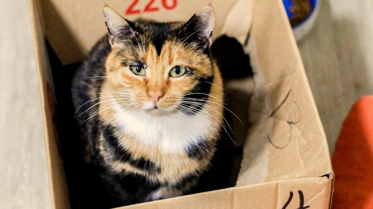 A calico cat sits inside an open cardboard moving box on the floor, looking up, ears forward.