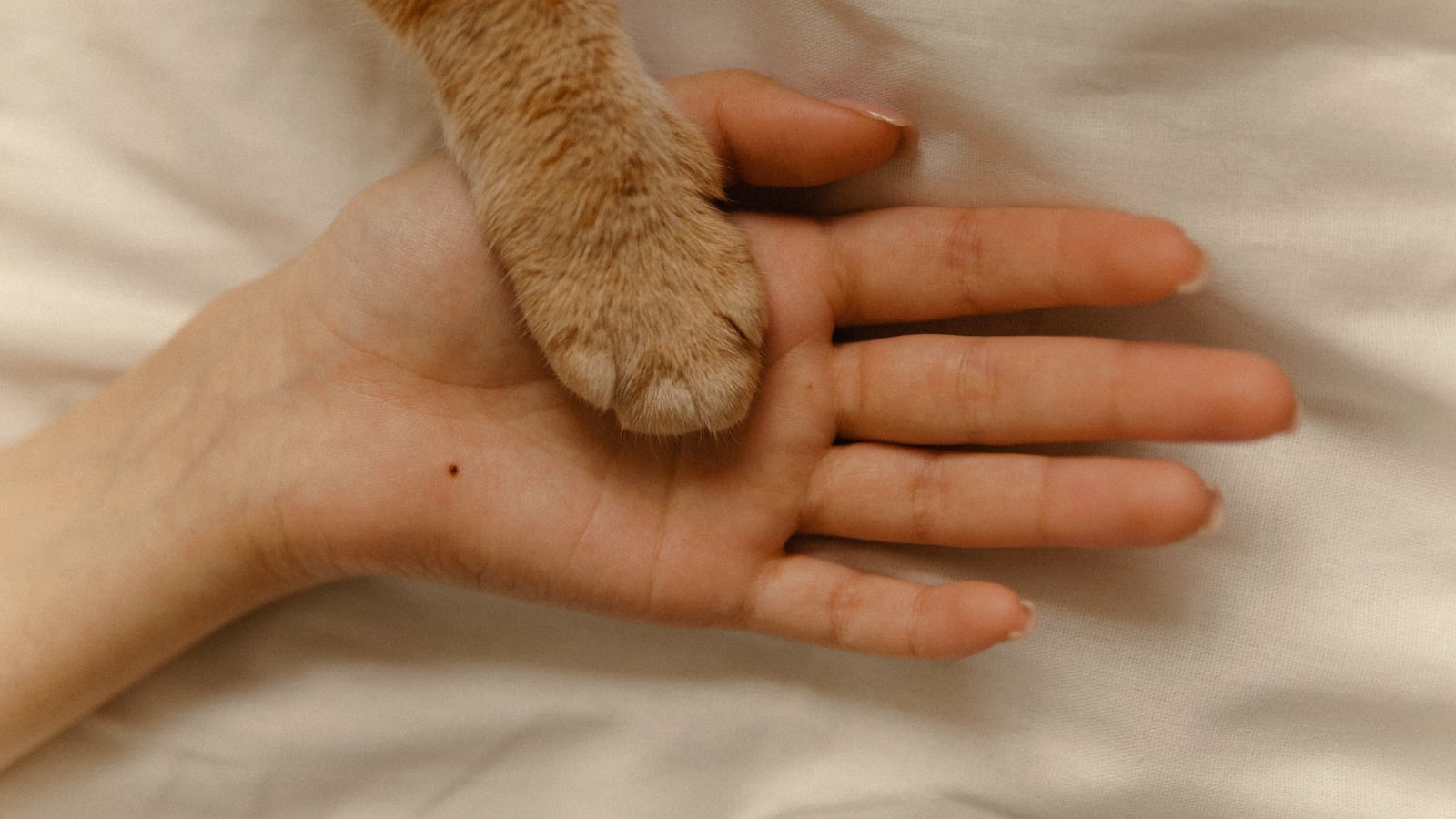 A ginger cat's paw resting in an open human hand, palm up and still, on a cream sheet — she reached out first.