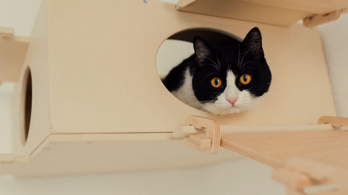 A black-and-white cat looks out through the round side opening of a wooden hide, face framed by the hole, body tucked inside.