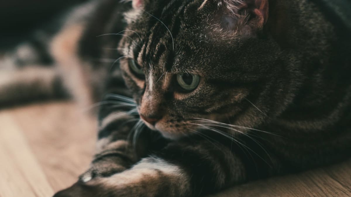 A tabby cat lies stretched out on a wooden floor in warm light, paws forward, eyes half open and calm.