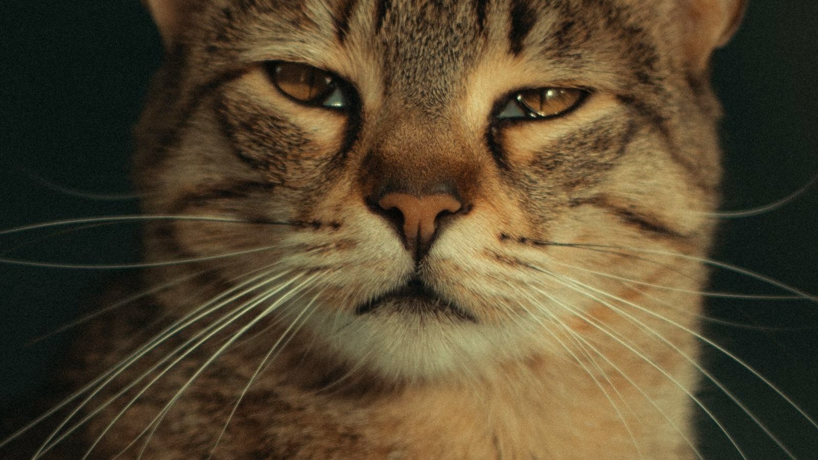 Close-up of a tabby cat's face with both eyes half-closed in a slow blink, warm amber tones against a dark background.