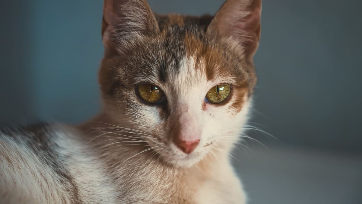A calico cat's face fills the frame, both eyes wide open and fixed on the camera, not blinking.