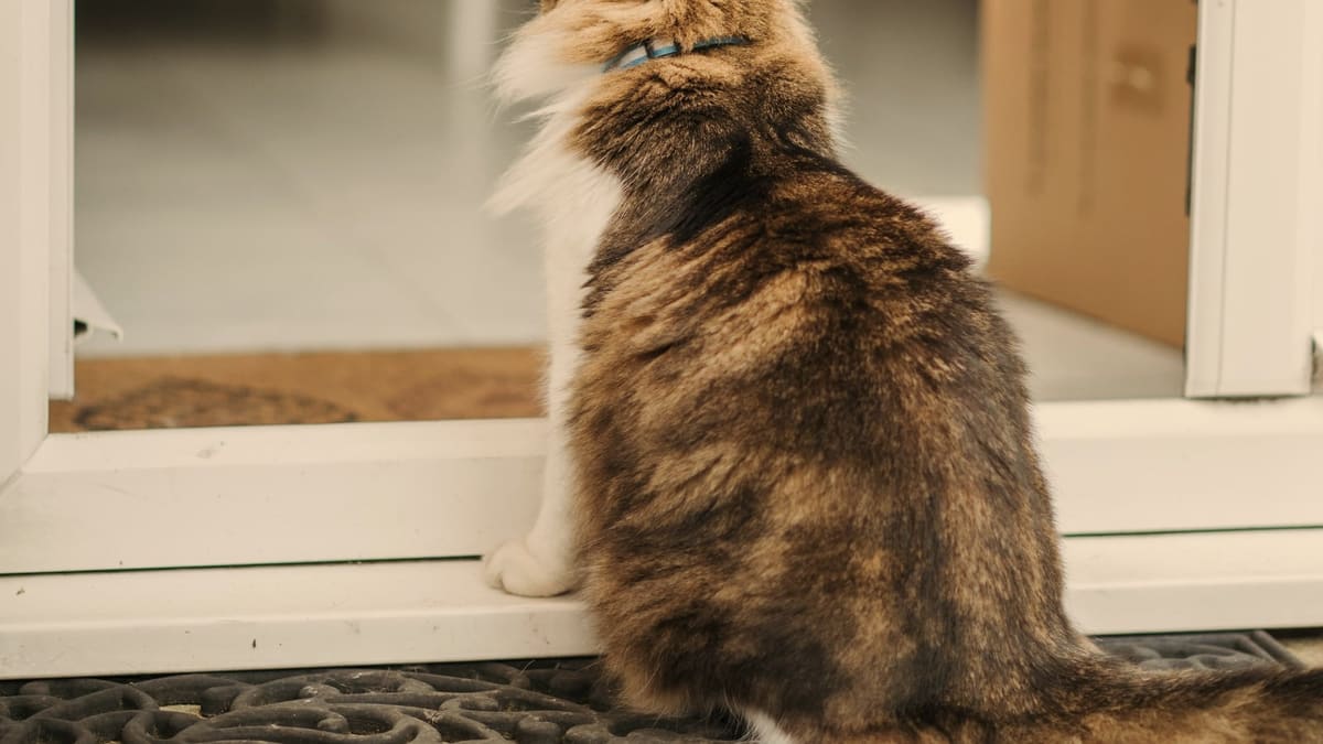 A long-haired cat sits on a doormat with her back to the camera, looking out through a glass door into the next room.