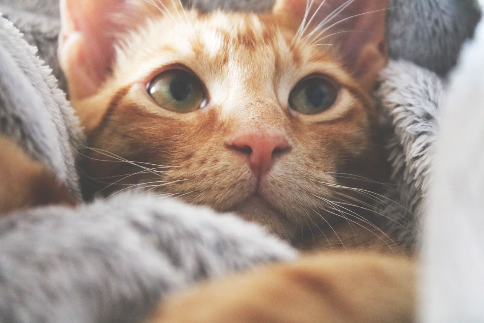 A ginger cat nestled in a soft blanket, looking out with calm, curious eyes.